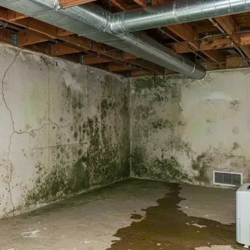 Professional Mold Removal in High Ridge, MO